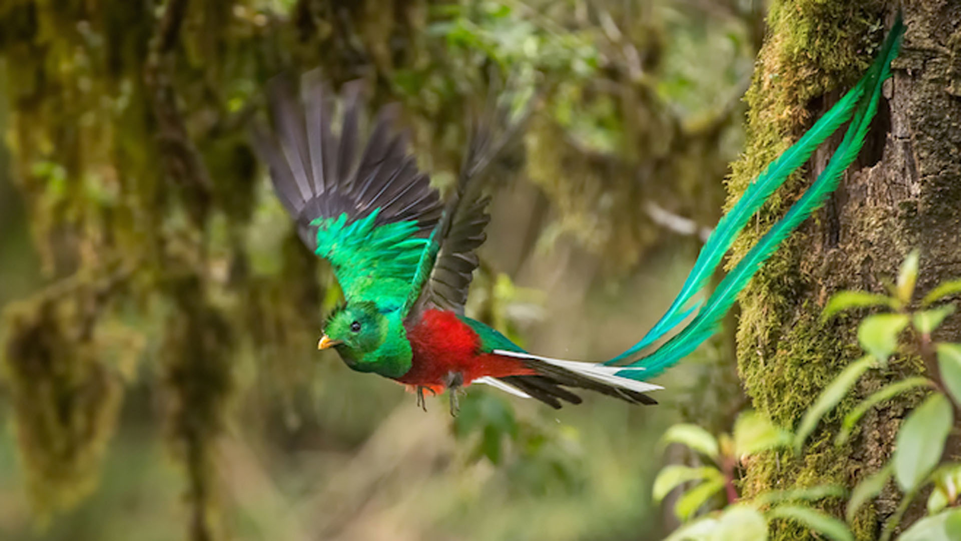 resplendentquetzal